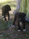 Boxer Puppies for sale in Holiday Island, AR 72631, USA. price: $150