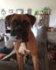 Boxer Puppies for sale in Ozark, MO, USA. price: $500