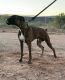 Boxer Puppies for sale in Algodones, NM 87001, USA. price: $700