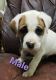 Boxer Puppies for sale in Greenville, SC, USA. price: NA