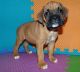Boxer Puppies for sale in South Melbourne VIC 3205, Australia. price: NA