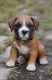 Boxer Puppies for sale in Caney, KS 67333, USA. price: $1,500