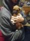 Boxer Puppies for sale in 2365 Ivy Way NE, Canton, OH 44705, USA. price: $650