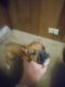 Boxer Puppies for sale in 2365 Ivy Way NE, Canton, OH 44705, USA. price: $650