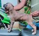 Boxer Puppies for sale in Chennai, Tamil Nadu, India. price: 140000 INR
