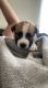 Boxer Puppies for sale in Riverside, CA, USA. price: $180