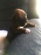 Boxer Puppies for sale in Reagan, TN 38368, USA. price: $800