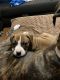 Boxer Puppies for sale in New Carlisle, IN 46552, USA. price: NA