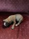 Boxer Puppies for sale in Lakeview, OH 43331, USA. price: $800
