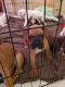 Boxer Puppies for sale in Lake Elsinore, CA, USA. price: $1,800