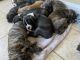 Boxer Puppies for sale in Defuniak Springs, FL 32433, USA. price: $600
