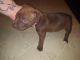 Boxer Puppies for sale in Bank St, Akron, OH 44305, USA. price: NA