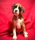 Boxer Puppies for sale in Budd Lake, Mt Olive, NJ, USA. price: $1,200