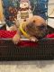 Boxer Puppies for sale in Memphis, MI 48041, USA. price: $800