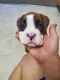 Boxer Puppies for sale in Fort Lauderdale, FL, USA. price: NA