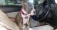 Boxer Puppies for sale in Joliet, IL, USA. price: $450