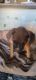 Boxer Puppies for sale in Seguin, TX 78155, USA. price: NA