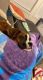 Boxer Puppies for sale in Fort Wayne, IN, USA. price: $1,500