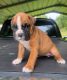 Boxer Puppies for sale in Los Angeles, CA 90001, USA. price: $600