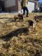 Boxer Puppies for sale in Vernal, UT 84078, USA. price: $1,000