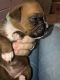 Boxer Puppies for sale in Cross City, FL 32628, USA. price: $900