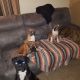 Boxer Puppies for sale in Sioux City, IA, USA. price: $1,000