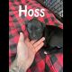 Boxer Puppies for sale in Oswego, NY, USA. price: $600