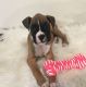 Boxer Puppies for sale in Schaumburg, IL, USA. price: $1,800