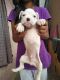 Boxer Puppies for sale in Jeevanhalli, Cox Town, Bengaluru, Karnataka 560005, India. price: 20000 INR