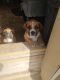 Boxer Puppies for sale in Friendship, TN 38034, USA. price: NA