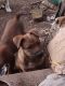 Boxer Puppies for sale in Mill Valley, CA 94941, USA. price: NA