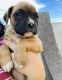Boxer Puppies for sale in Santa Ana, CA, USA. price: NA