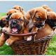 Boxer Puppies for sale in Cuttack, Odisha, India. price: 30000 INR