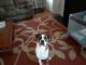 Boxer Puppies for sale in Fuquay-Varina, NC, USA. price: $300