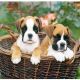 Boxer Puppies for sale in Cuttack, Odisha, India. price: 30000 INR