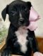 Boxer Puppies for sale in Tifton, GA, USA. price: NA