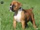 Boxer Puppies for sale in 203 US-1, Norlina, NC 27563, USA. price: $500