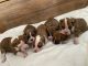 Boxer Puppies for sale in Tulare, CA 93274, USA. price: $650