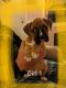 Boxer Puppies for sale in York, SC 29745, USA. price: $1,200
