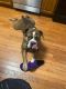 Boxer Puppies for sale in Oak Forest, IL, USA. price: $400