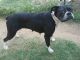 Boxer Puppies for sale in Shawnee, OK, USA. price: $800