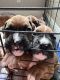 Boxer Puppies for sale in Chino, CA, USA. price: NA