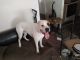 Boxer Puppies for sale in Murrieta, CA, USA. price: NA