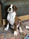 Boxer Puppies for sale in Lincoln, NE, USA. price: $800