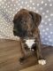Boxer Puppies for sale in Indian Trail, NC, USA. price: NA