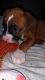 Boxer Puppies for sale in Fountain Inn, SC 29644, USA. price: $500