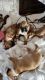 Boxer Puppies for sale in Billings, MT, USA. price: $85,000