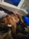 Boxer Puppies for sale in Alice, ND 58031, USA. price: $800