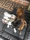 Boxer Puppies for sale in San Antonio, TX, USA. price: $350