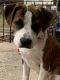 Boxer Puppies for sale in West Haven, CT 06516, USA. price: NA